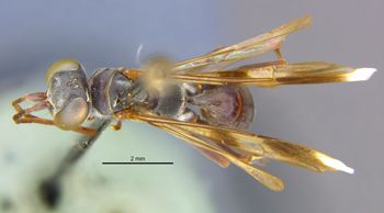 Media type: image;   Entomology 25269 Aspect: habitus dorsal view
